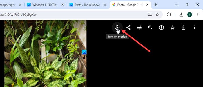 View Motion Photos on PC using the Google Photos Web app